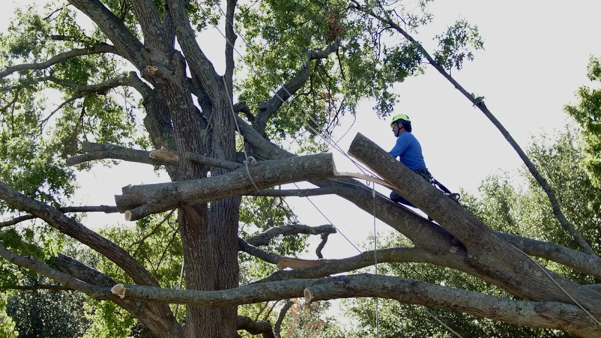 Professional Crown Thinning performed by certified arborists in War